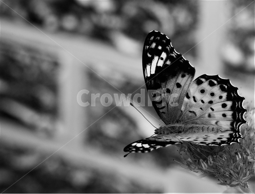 꽃,나비,가을,곤충,butterfly,식물,자연,plants,nature,꽃,flower,곤충,벌레,insect,bug