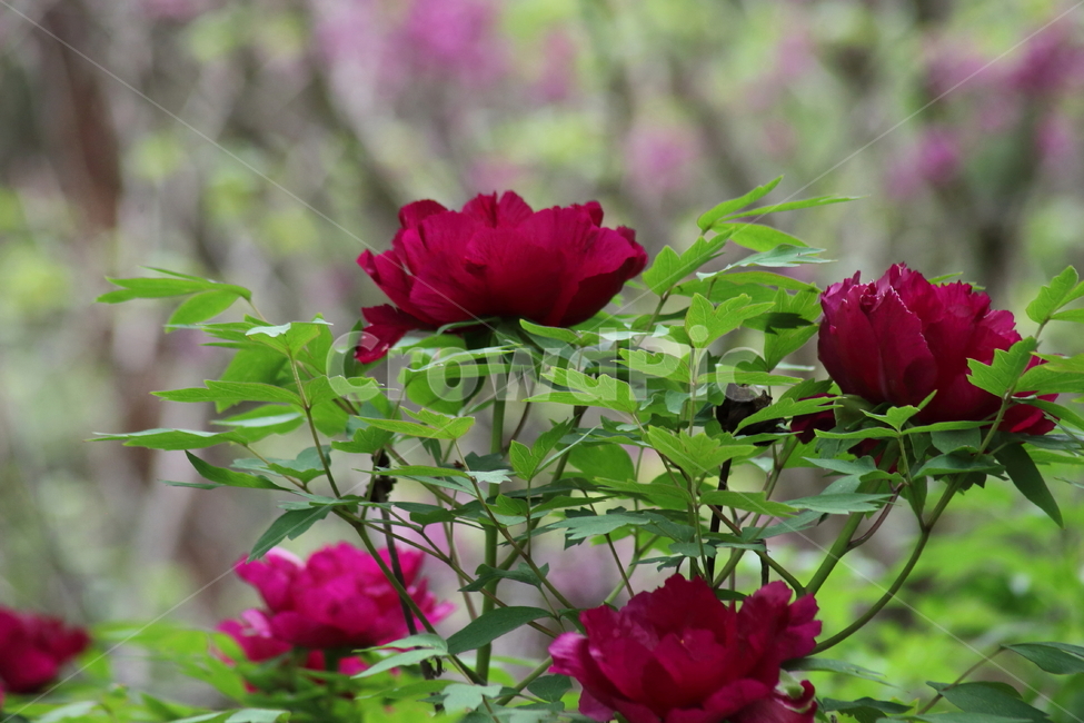 모란,목단,봄,꽃,treepaeony