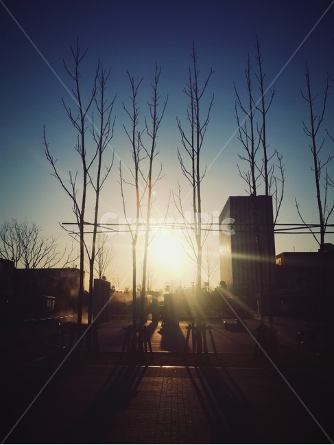 하늘,노을,풍경,나무,해질녘,자연,풍경,nature,landscape,light,빛,flare,플레어,sunlight,햇빛