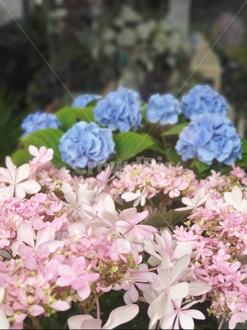꽃,식물,plant,flower,geranium