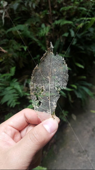 나뭇잎,자연,부패,나무,녹색