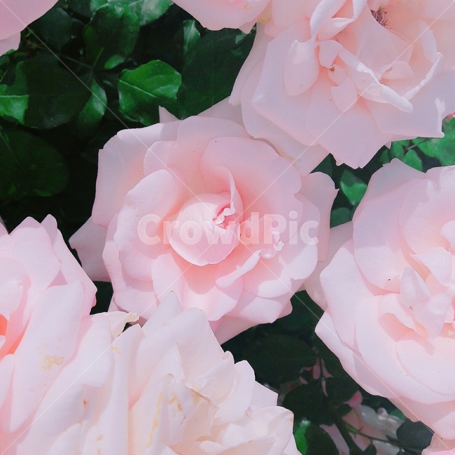 plant,flower,blossom,rose,장미,식물,생명,생동,자연,식물,자연,plants,nature,꽃,flower