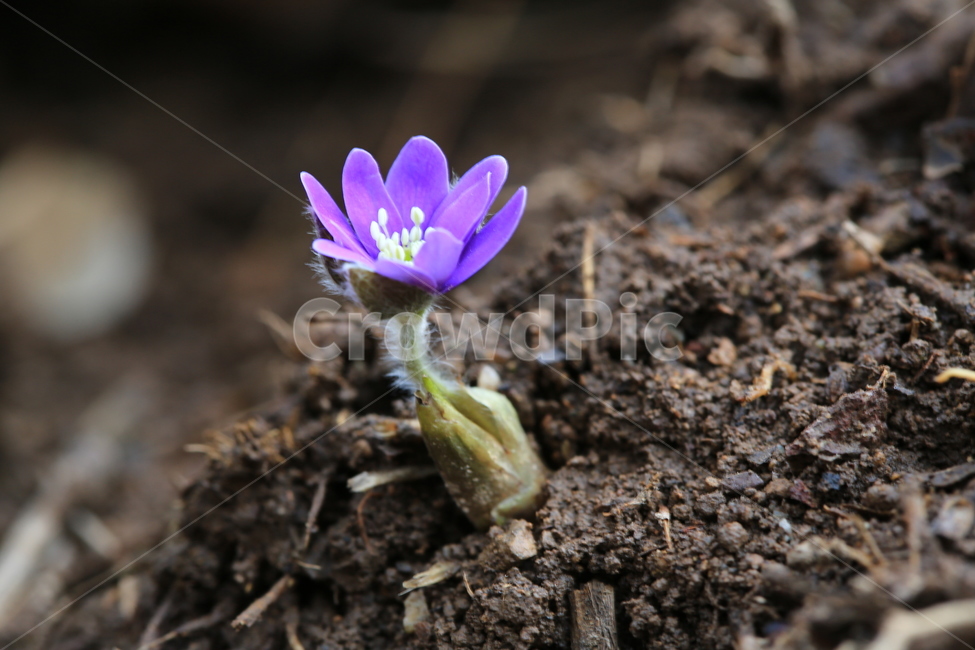 plant,식물,blossom,flower,꽃,노루귀,청노루귀,털,노루귀털,식물,자연,plants,nature,꽃,flower