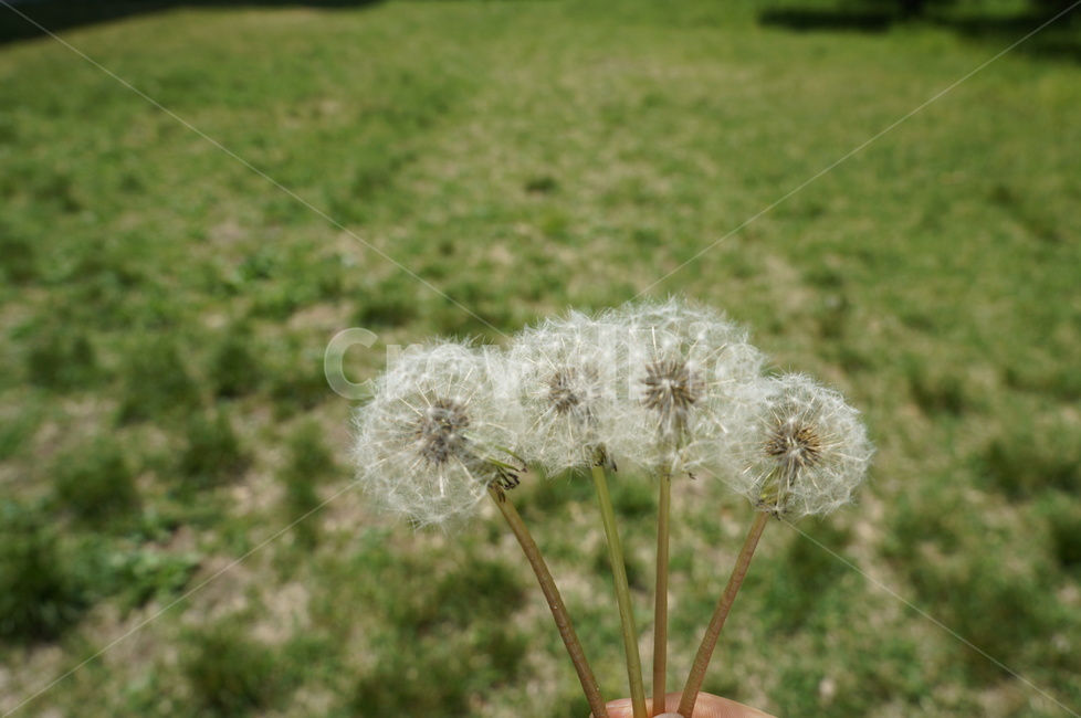 민들레꽃,민들레,민들레씨,잔디밭,꽃씨