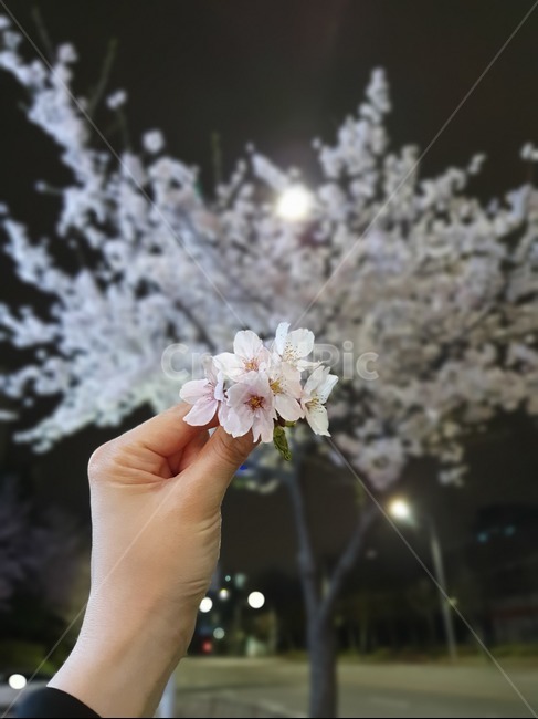 밤,밤거리,꽃,벚꽃,아름답다