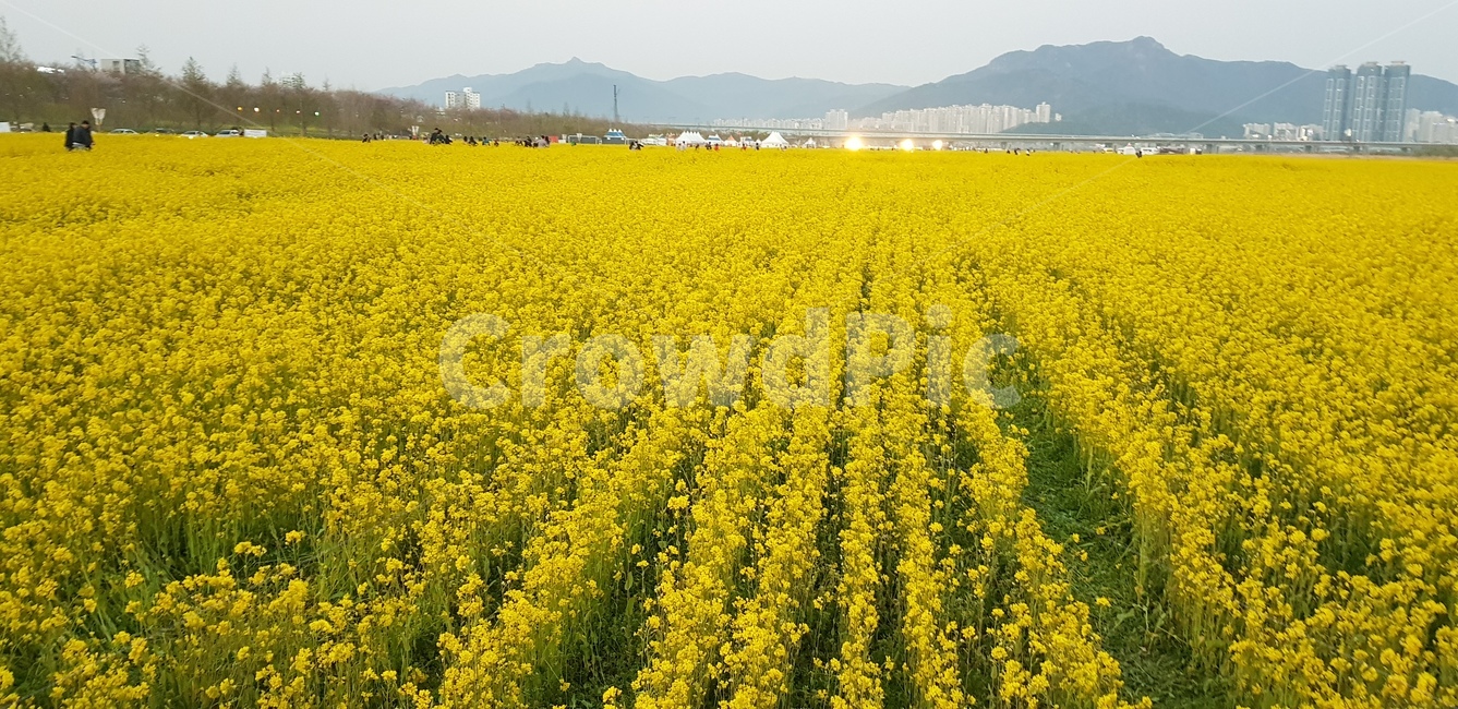 유채꽃,노랑꽃,꽃밭,봄,꽃향기,봄,계절,spring,season,field,들,outdoors,옥외,grassland,목초지,nature,자연