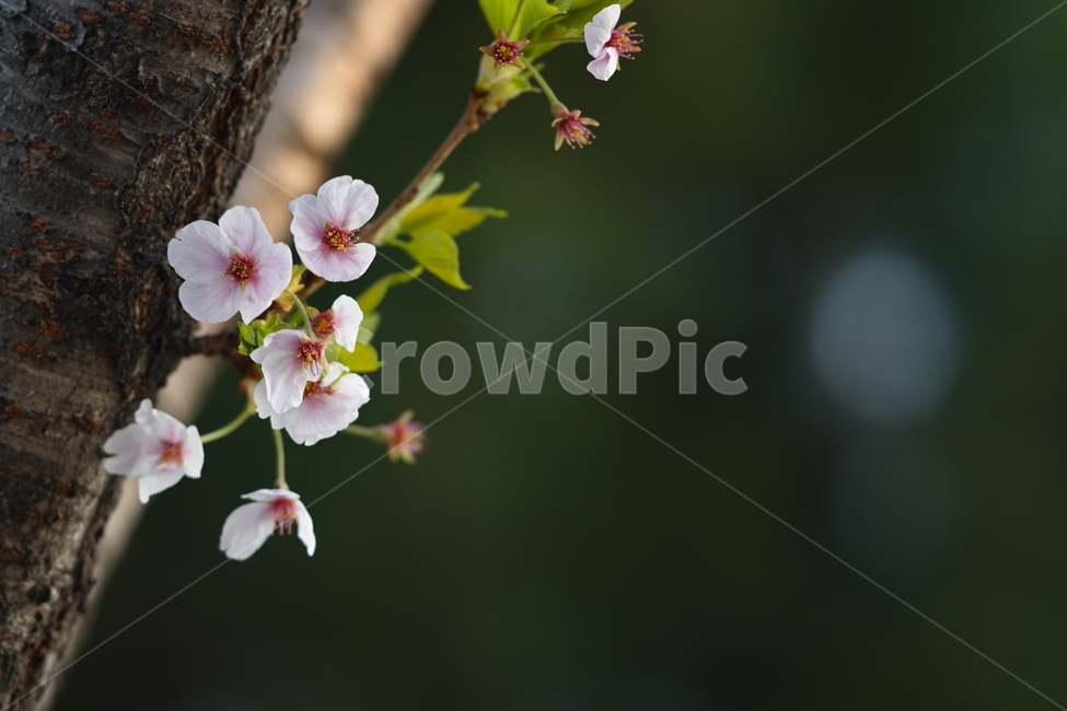 꽃,플라워,벚꽃,식물,생물,생명,계절,flower,화이트,흰색
