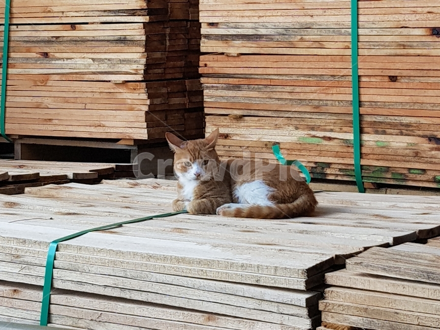 고양이,치즈고양이,길냥이,앉아있는고양이,경계하는고양이,동물,animal,포유류,mammal,고양이,cat,kitten,kitty