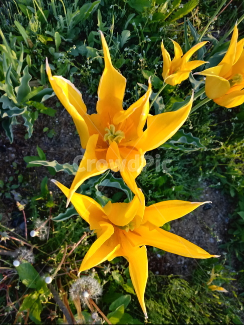 튤립,tulip,백합과,식물,꽃,구근초,여러해살이화초,식물,자연,plants,nature,꽃,flower