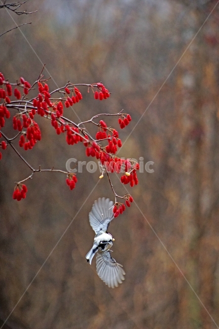 박새,산수유,자연,철새,겨울,식물,자연,plants,nature,동물,animal,조류,새,birds,과일,열매,fruit