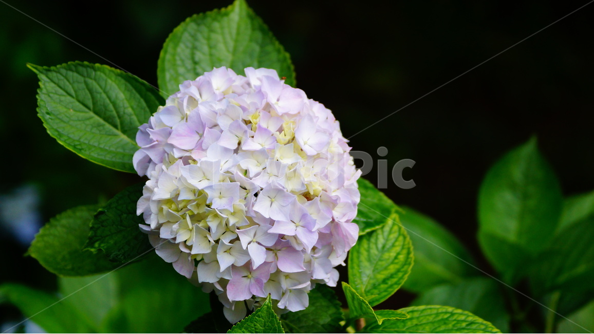 수국,산수국,꽃,꽃사진,태종대,식물,식물,자연,plants,nature,꽃,flower