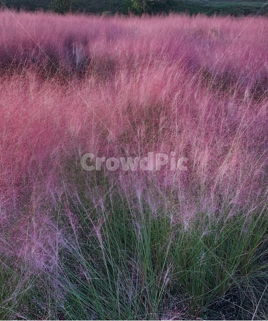 식물,꽃,풍경,grass,초목,부시,식물,자연,plants,nature,꽃,flower