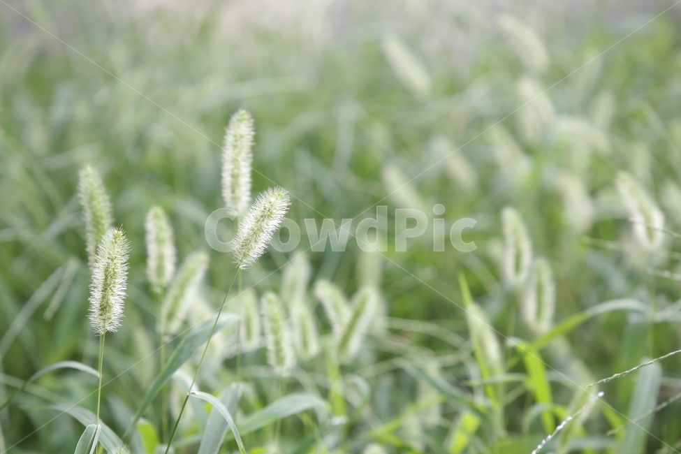 강아지풀,식물,풀,풀꽃,야생,자연,들풀,들식물,야생식물,plants,nature,감성,sensible,sensitive,힐링,healing,rkdmf