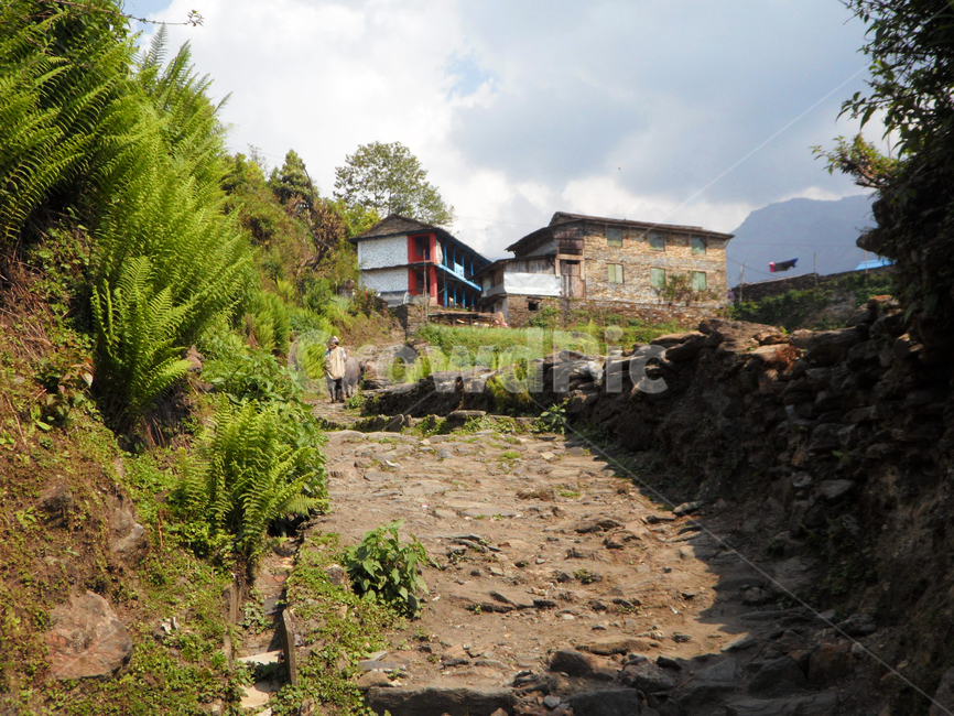 네팔,안나푸르나,콤롱,언덕,망태기,당나귀,트레킹,nepal,annapurna,komrong,hill,danda,bag,donkey,trekkingroad,동물,animal,황소,bull,포유류,mammal,소,cow,가축,cattle,옥외,outdoors,자연,nature,집,house,건물,building