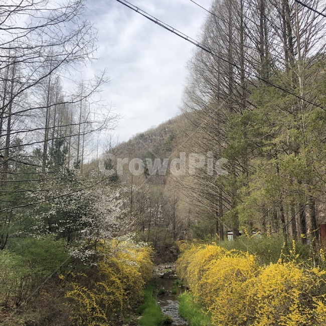 plant,식물,tree,나무,산,자연,배경,배경화면,풍경,자연,풍경,nature,landscape,fir,전나무