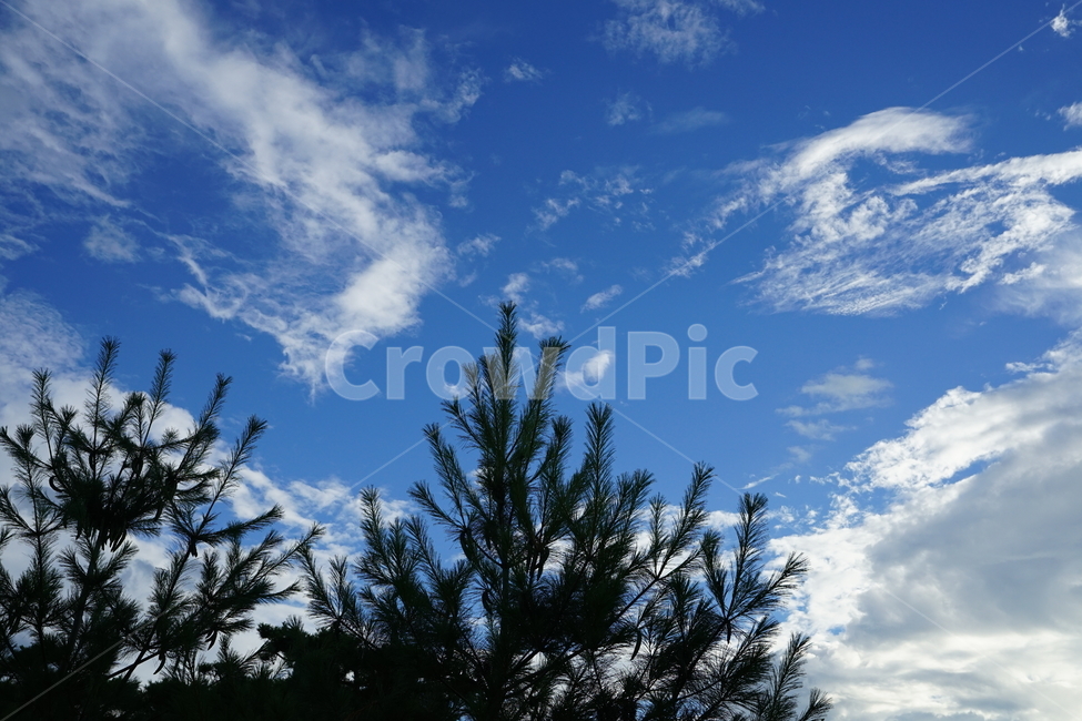 풍경,풍경사진,자연,하늘,구름,파랑,블루,파란색,푸른하늘,sky,경치,색감,컬러,하늘색,cloud,자연,풍경,nature,landscape,tree,나무,plant,식물,fir,전나무,outdoors,옥외