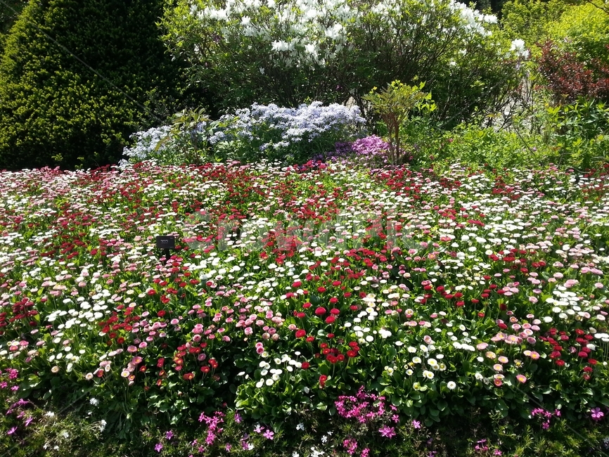 spring flowers,flower decoration,Arboretum,plant,flower