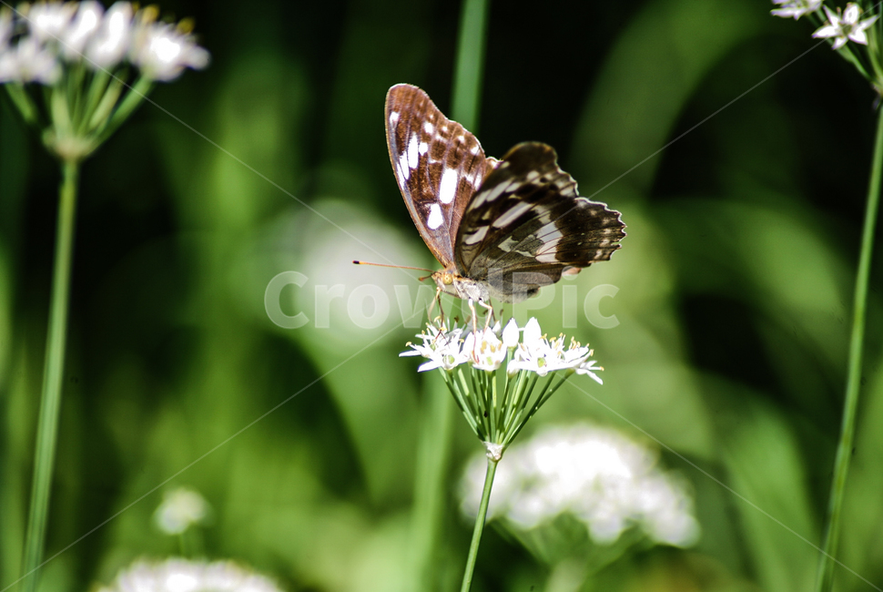 나비,곤충,나방,날개,butterfly,동물,animal,곤충,벌레,insect,bug