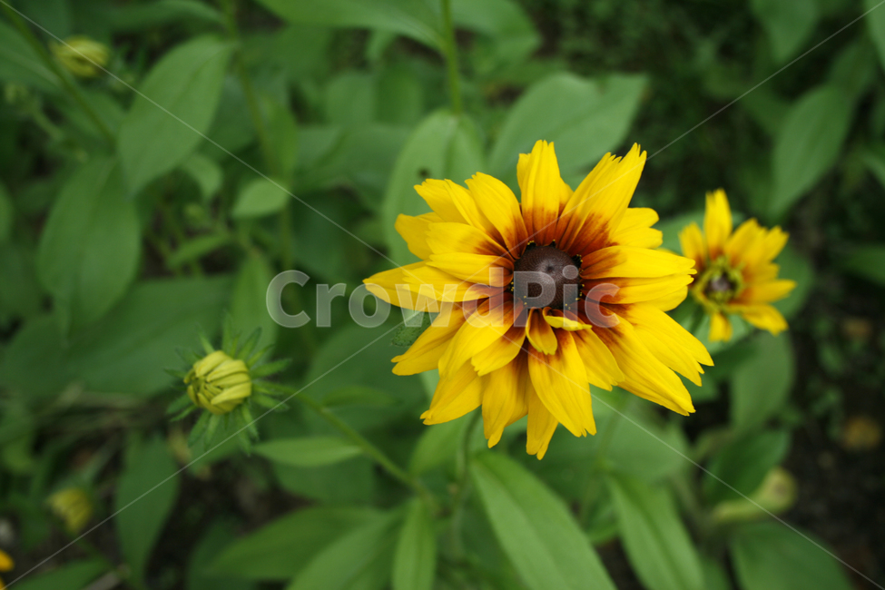 루드베키아,식물,flower,plants,nature,꽃,꽃봉오리,꽃밭,식물,자연,plants,nature,꽃,flower