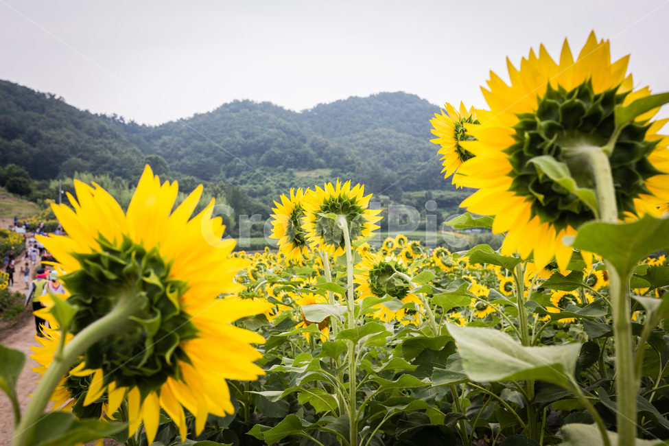 해바라기,시선,처다봄,관망,해바라기밭,식물,자연,plants,nature,꽃,flower