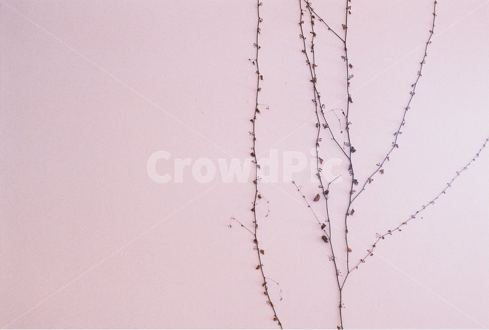 필름사진,감성사진,식물,벽면,인테리어,식물,자연,plants,nature