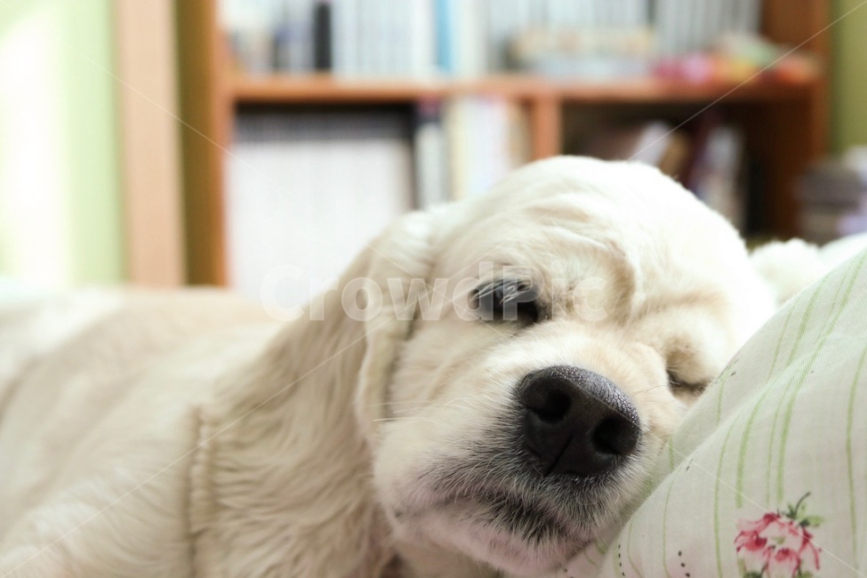 강아지,개,반려견,애완견,반려동물,애완동물,코카스파니엘,코커스파니엘,cockerspaniel,dog,puppy,sleeping,sleepy,낮잠,휴식,동물,animal,포유류,mammal,개,강아지,dog,doggy