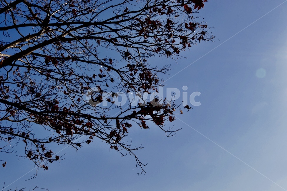 하늘,분위기,감성,풍경,프레임,호수,가을,계절,fall,autumn,season,식물,자연,plants,nature,나무,trees,wood,tree,plant
