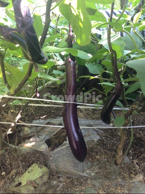 가지,튼실함,기다림,텃밭,정성,식물,자연,plants,nature,과일,열매,fruit
