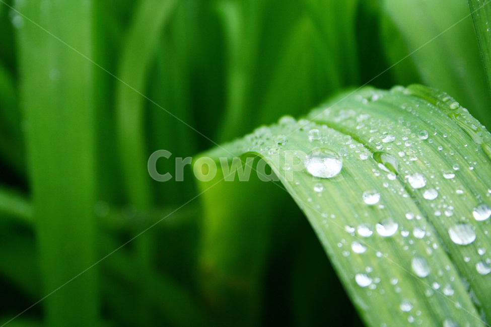 물방울,식물,식물배경,풀잎,풀잎줄기,식물,자연,plants,nature