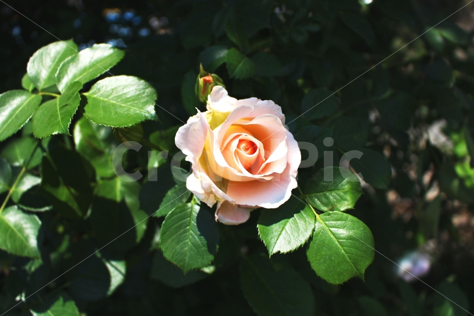 장미,흰장미,색감,봄,로즈,감성사진,flower,rose,flowers,spring,white,흰색,풍경사진,ROSE,FLOWER,꽃,식물,자연,plants,nature,꽃,flower