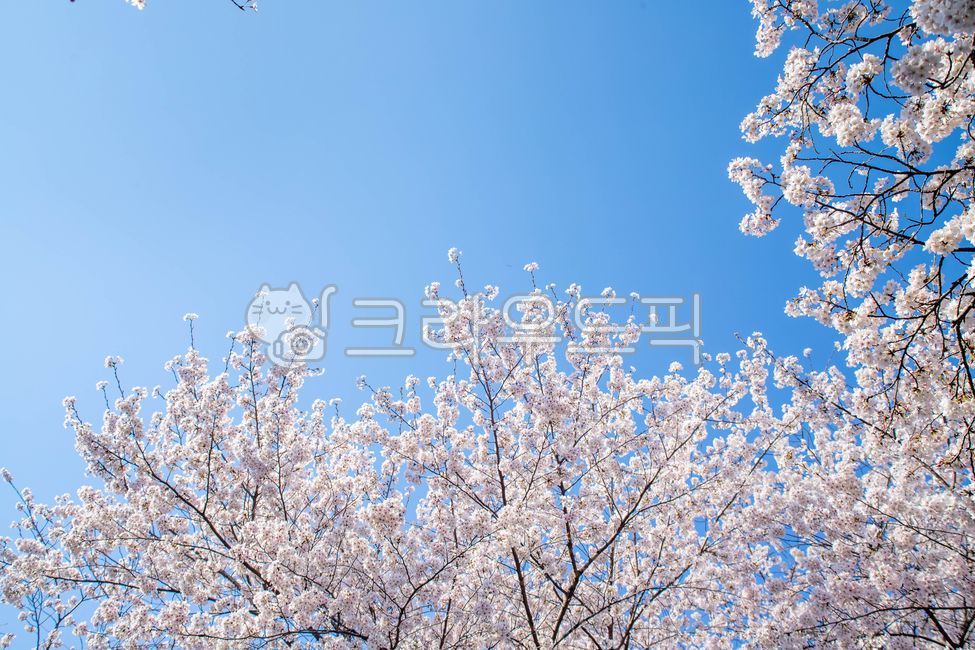 spring flowers,spring,Cherry Blossom,blossom,cherryblossom,flower