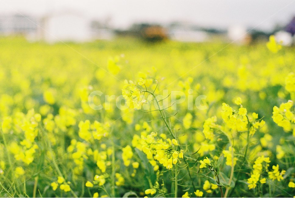 유채꽃,꽃,필름,감성,봄,식물,자연,plants,nature,꽃,flower