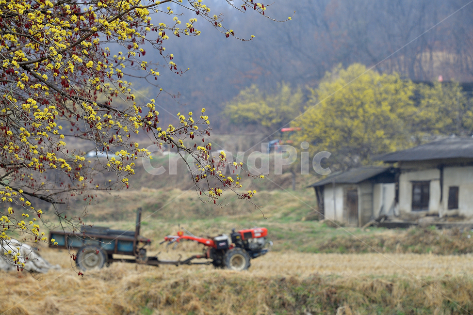 산수유,산수유꽃,산수유마을,농촌,농촌풍경,봄,봄꽃,풍경,자연,봄,계절,spring,season,시골,마을,풍경,landscape,country,rural,town,식물,자연,plants,nature,꽃,flower