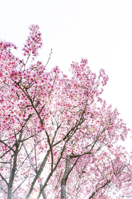 plant,식물,flower,blossom,꽃,봄,벚꽃,나무,분홍,핑크,화사한,햇빛,빛,하늘,cherry,sakura,pink,fresh,trees,spring,bloom,식물,자연,plants,nature,꽃,flower