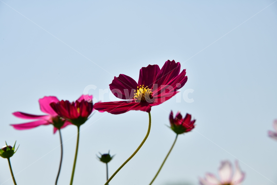 코스모스,가을,자연,꽃,꽃잎,식물,plant,plower,가을,계절,fall,autumn,season,식물,자연,plants,nature,꽃,flower,daisies,데이지,blossom,daisy