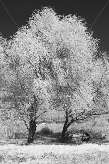 nature,자연,outdoors,옥외,tree,나무,한강고수부지,적외선,적외선카메라,적외선사진,infrared,적외선필터,흑백,흑백사진