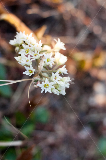 조팝나무,조팝나무꽃,bridalwreath,작은꽃,작은흰꽃,흰꽃,야생화,3월,4월,꽃,봄,봄날,봄꽃,화단,봄화단꽃,자연,식물,plants,nature,flower,spring,아웃포커싱,공원,봄,계절,spring,season,식물,자연,plants,nature,꽃,flower,plant,blossom