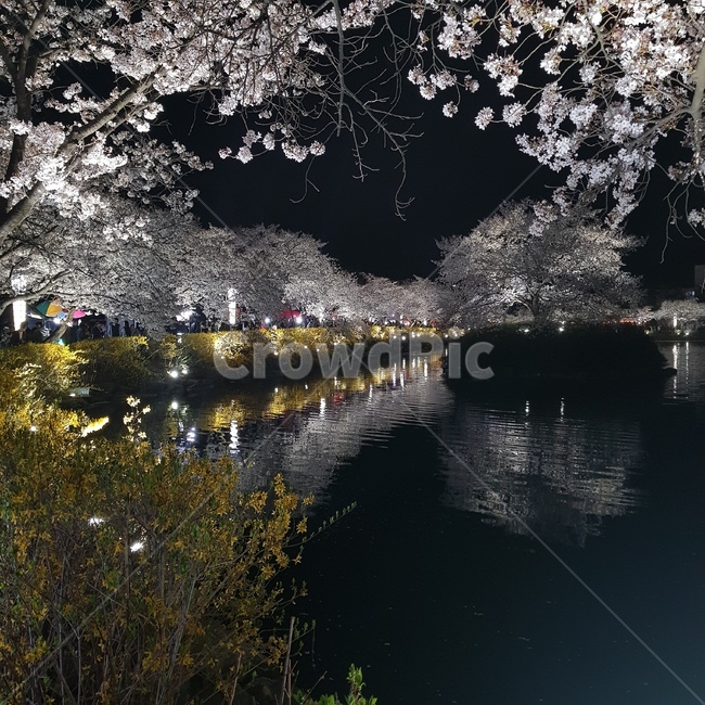 연화지,김천,벚꽃,호수,야경