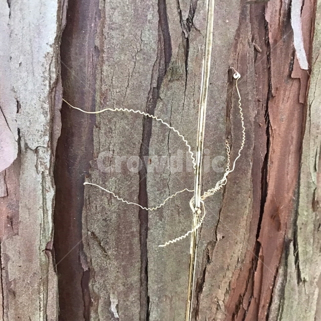 나무,덩굴,나무껍질,갈색,tree,brown,넝쿨