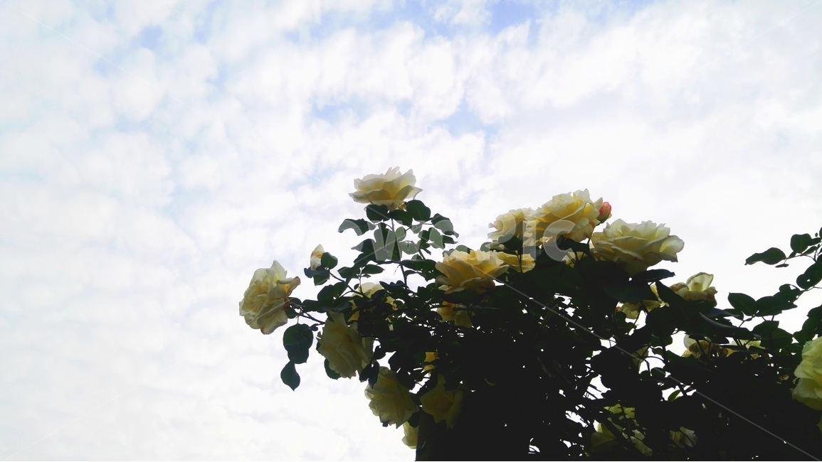 하늘,구름,자연,꽃,장미,식물,자연,plants,nature,꽃,flower