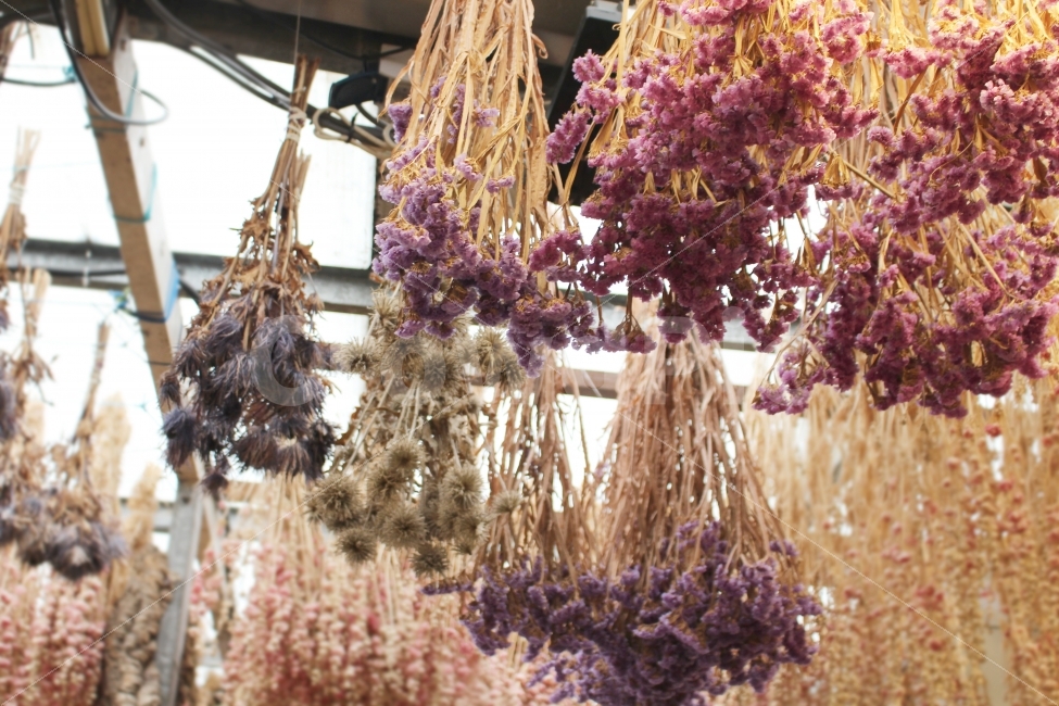꽃,드라이플라워,감성,flower,말린꽃,식물,자연,plants,nature,꽃,flower