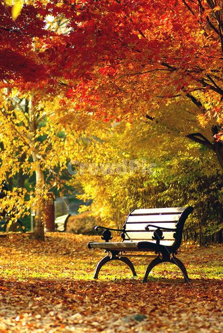 휴식,평안함,가을,쉼,낙엽,벤치,가을,계절,fall,autumn,season