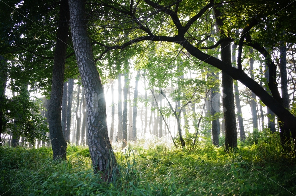 풍경,소나무,숲,햇살,신비로움,자연,풍경,nature,landscape,휴식,힐링,rest,relaxation,healing,tree,나무,plant,식물,vegetation,초목,tree trunk,나무 줄기,outdoors,옥외,land,땅,forest,woodland,삼림지