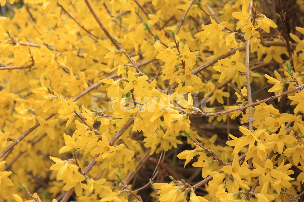 봄,개나리,노랑,꽃,따뜻,봄,계절,spring,season,식물,자연,plants,nature,꽃,flower,plant,leaf,잎,tree,나무,maple,단풍