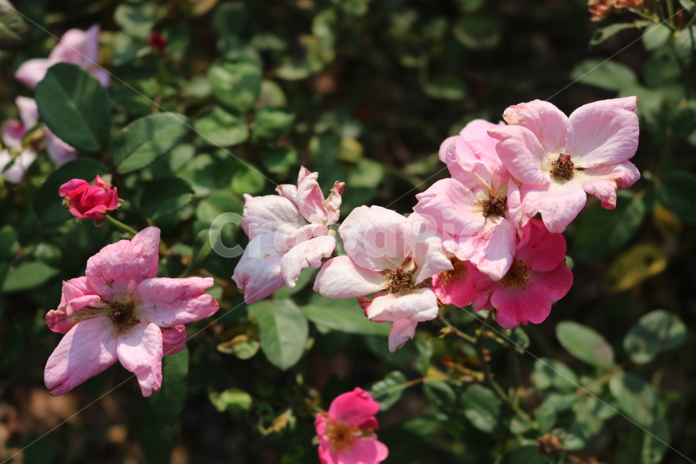geranium,blossom,꽃,식물,plant