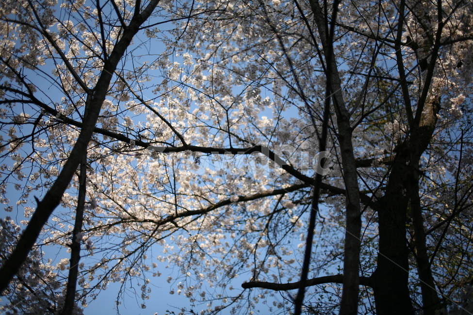 꽃,벚꽃,풍경,나무,tree,cherryblossom,blossom