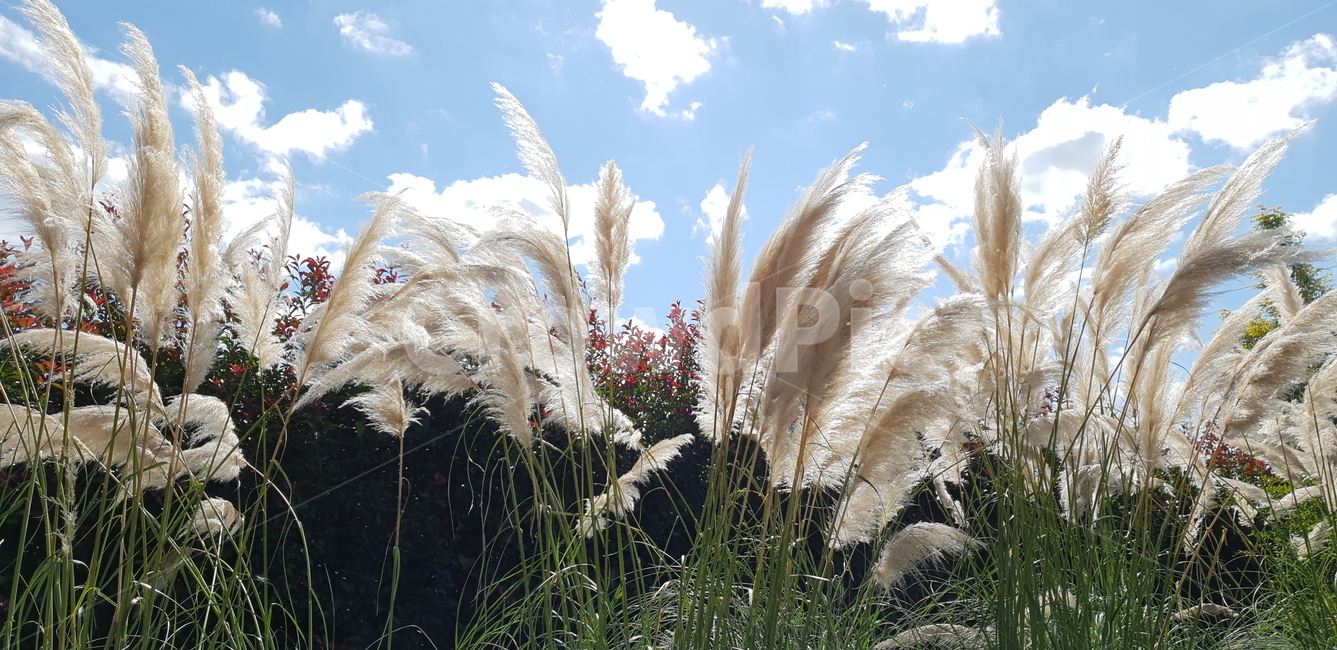 억새,억새풀,가을,풀밭,억새풀밭,가을,계절,fall,autumn,season,자연,풍경,nature,landscape,plant,식물,grass,잔디,lawn,reed,갈대