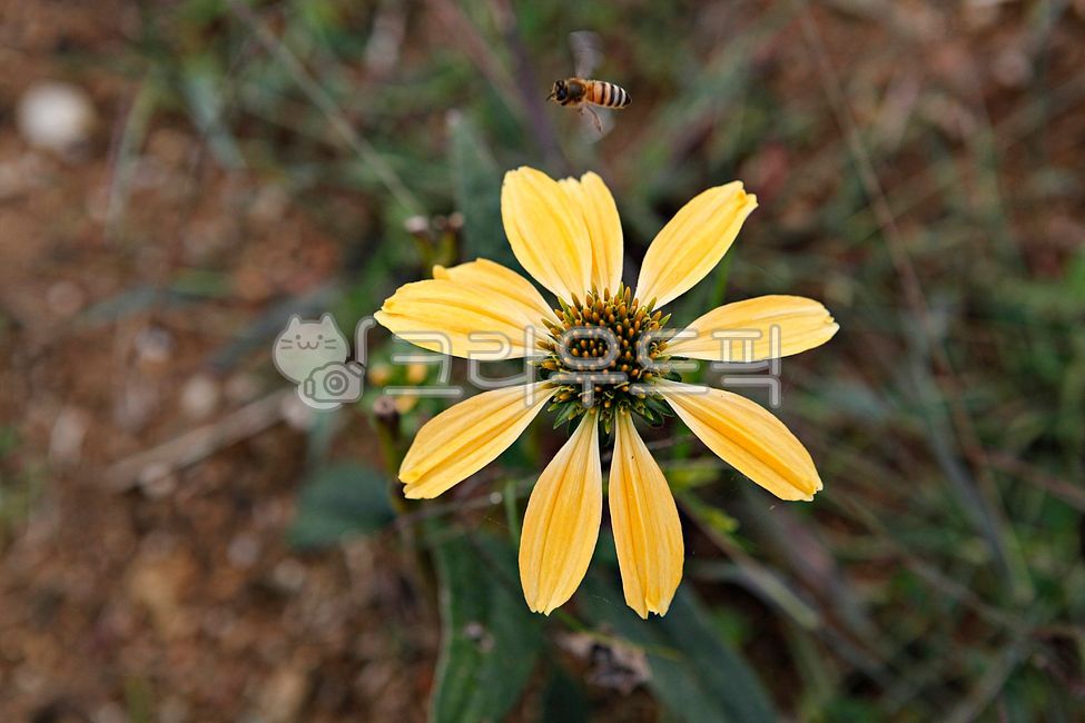 국화,국화꽃,꽃,꽃잎,잎,가을꽃,식물,만개,개화