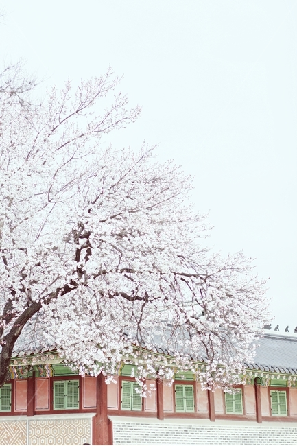 벚꽃,봄,경복궁,고궁,봄사진,꽃사진,하늘,대비,봄,계절,spring,season,한국전통,한국문화,korean traditional,korean culture,랜드마크,landmark,tourist attraction,한국랜드마크,한국관광지,한국명소,korea landmark,korea tourist attraction,식물,자연,plants,nature,나무,trees,wood,plant,blossom,꽃,flower