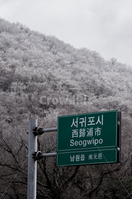 오름,서귀포시,눈꽃,나무,눈